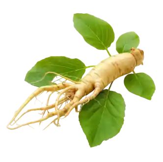 Panax Ginseng